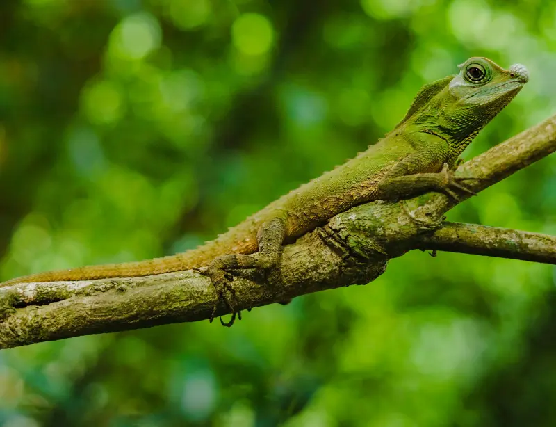 Exploring the Enigmatic Sinharaja Rainforest with Baysurfmonkey 2023