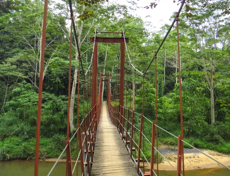 Exploring the Enigmatic Sinharaja Rainforest with Baysurfmonkey 2023