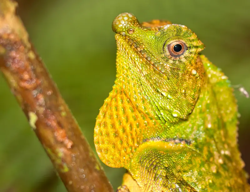 Exploring the Enigmatic Sinharaja Rainforest with Baysurfmonkey 2023