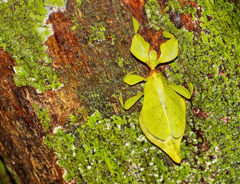 Exploring the Enigmatic Sinharaja Rainforest with Baysurfmonkey 2023