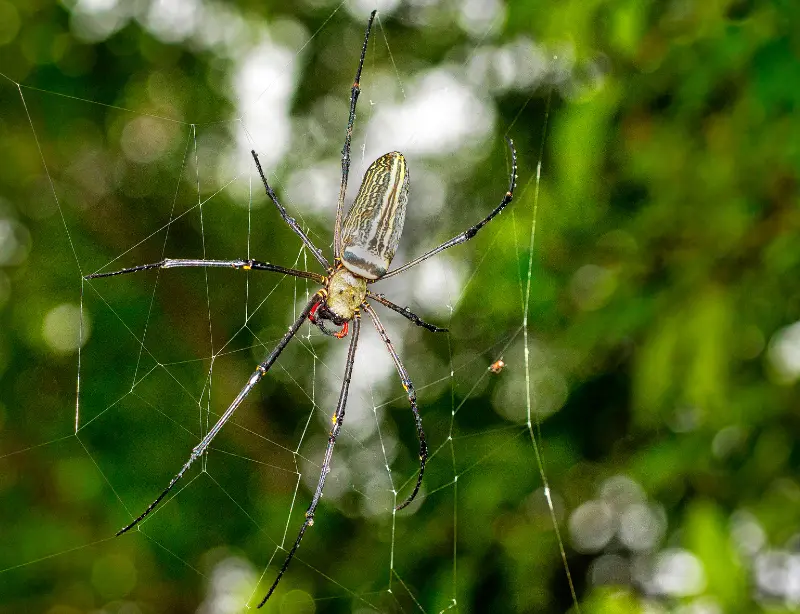 Exploring the Enigmatic Sinharaja Rainforest with Baysurfmonkey 2023