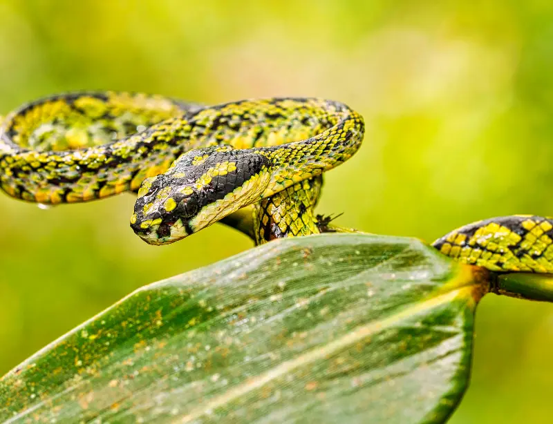 Exploring the Enigmatic Sinharaja Rainforest with Baysurfmonkey 2023