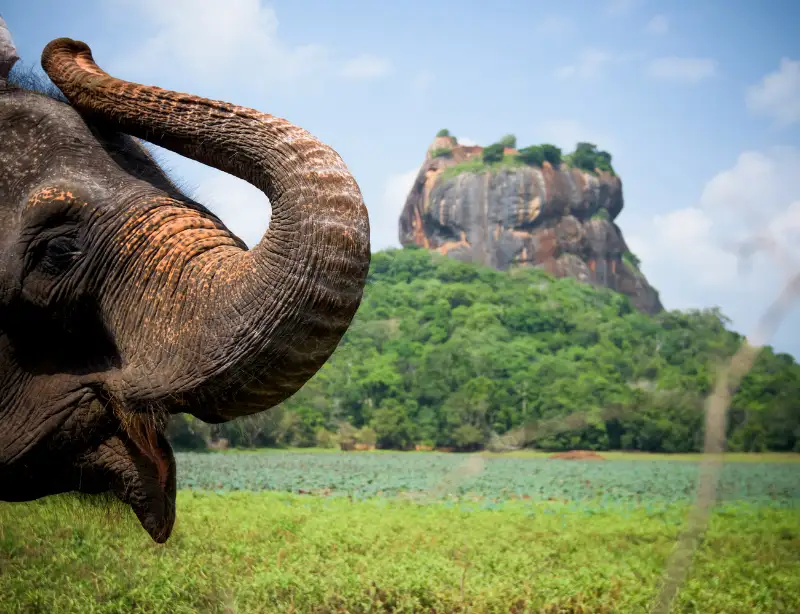 Explore Sigiriya Rock Culture with Baysurfmonkey 2023