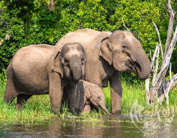 EXPLORING UDAWALAWE SAFARI WITH BAYSURFMONKEY: A WILDLIFE ADVENTURE