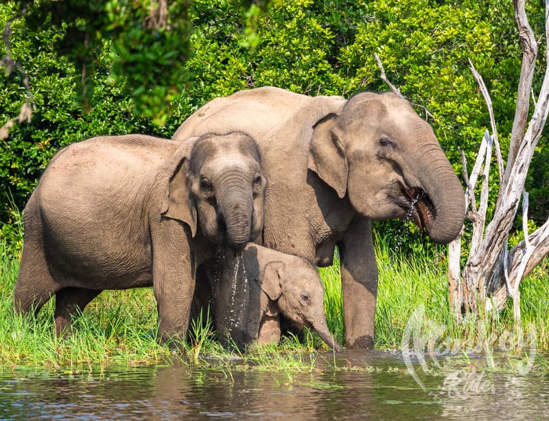 Yala National Park - Sri Lanka's Wildlife Wonderland 2023