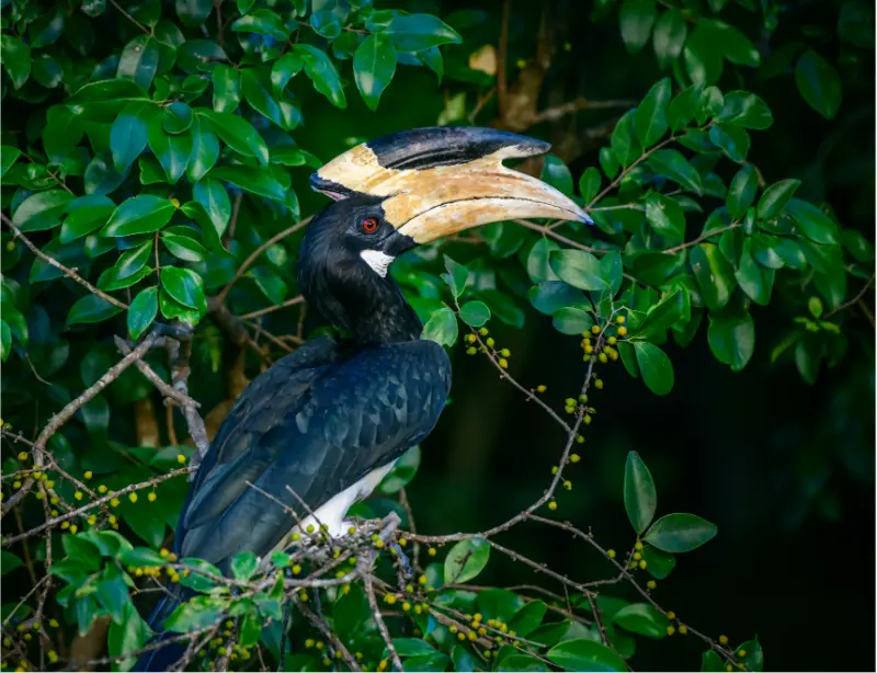 Exploring Udawalawe Safari with Baysurfmonkey: A Wildlife Adventure Like No Other