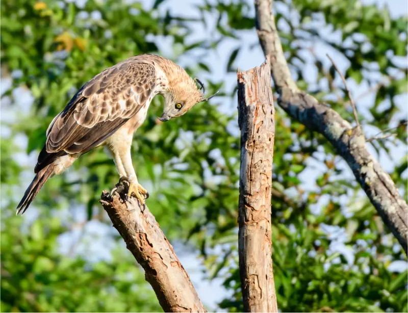 Exploring Udawalawe Safari with Baysurfmonkey: A Wildlife Adventure Like No Other