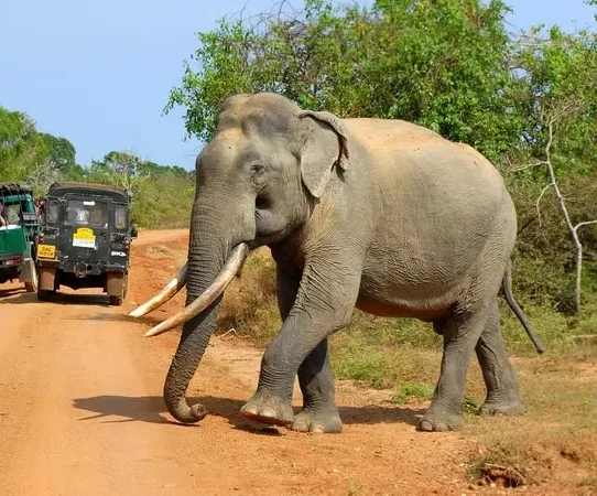 EXPLORING UDAWALAWE SAFARI WITH BAYSURFMONKEY: A WILDLIFE ADVENTURE (FULL DAY)