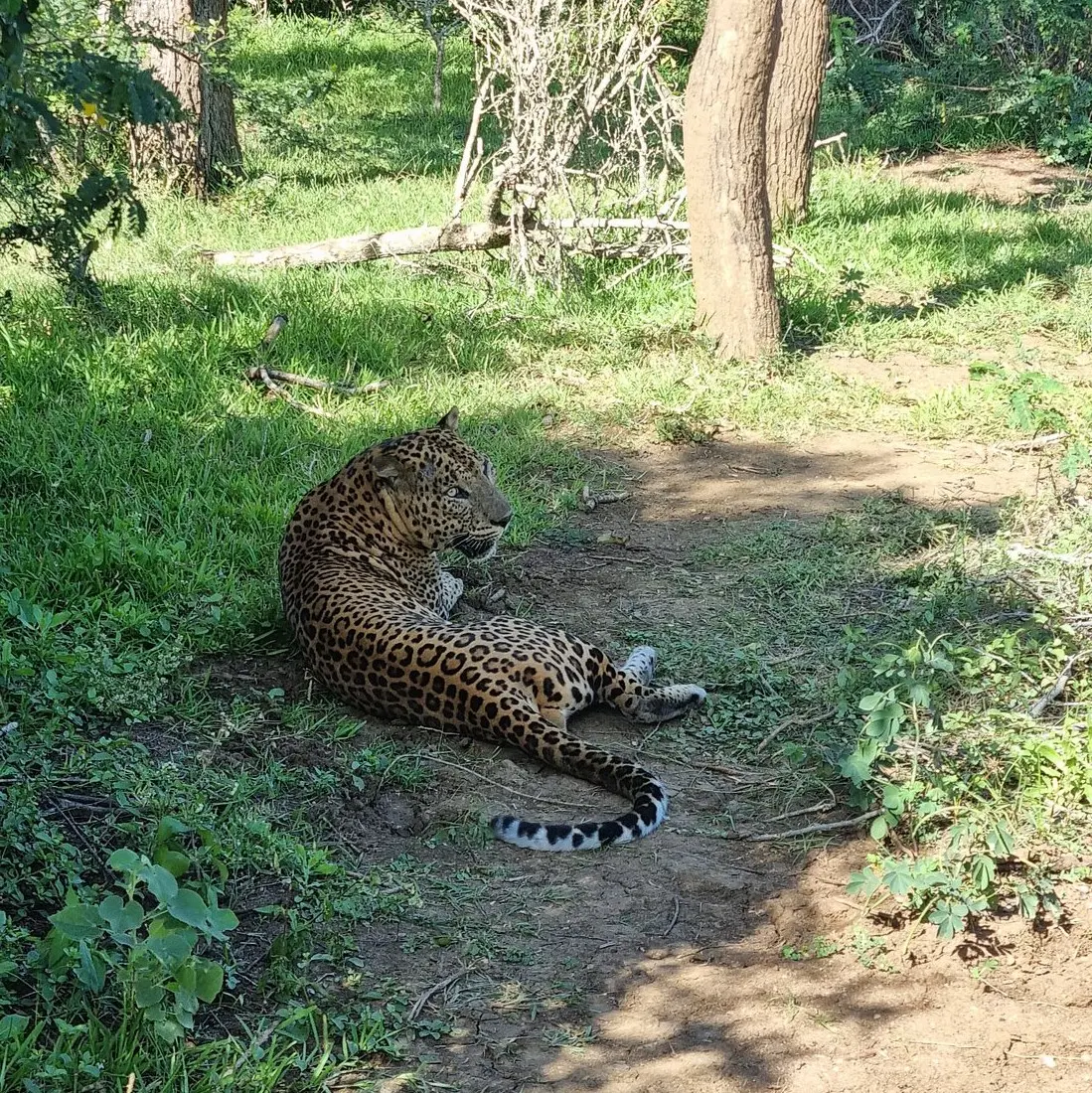 Yala National Park – Sri Lanka’s Wildlife Jewel