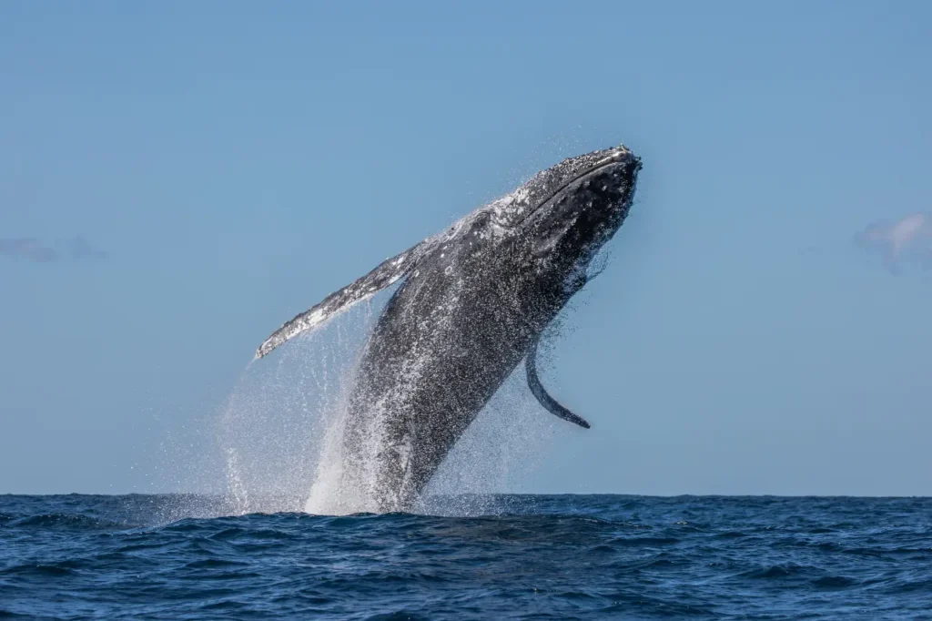whale watching mirissa : A Nautical Symphony of Wonder 2024