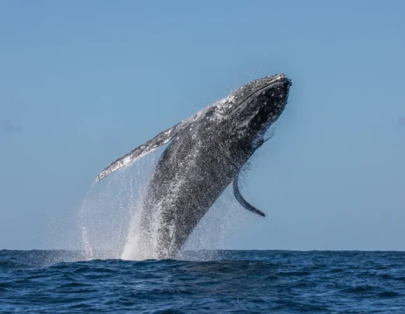 whale watching mirissa: A NAUTICAL SYMPHONY OF WONDER AND ADVENTURE (PRIVATE)