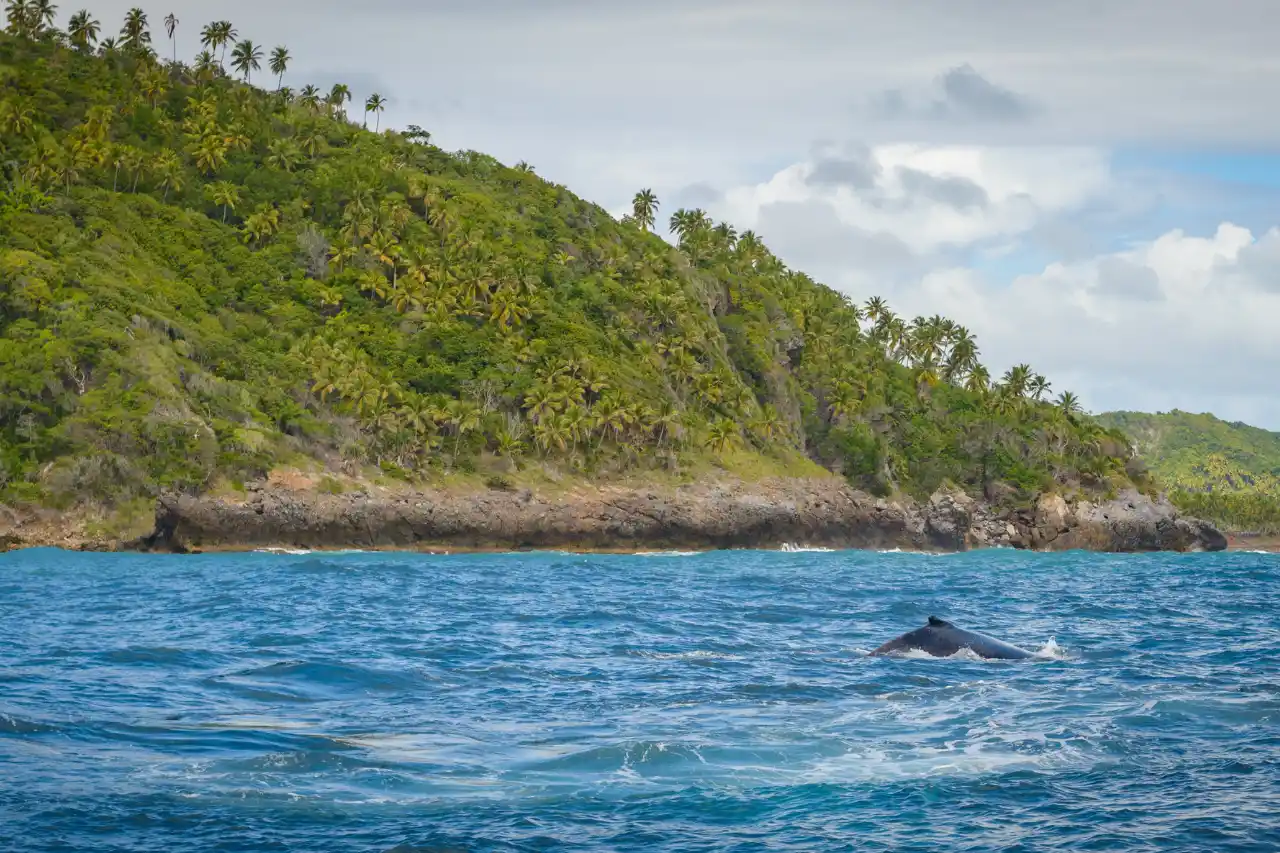 whale watching mirissa : A Nautical Symphony of Wonder 2024