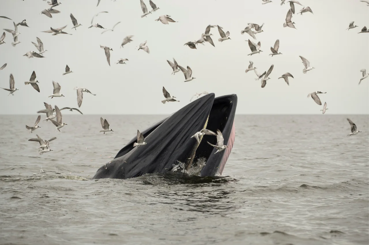 Whale Watching In Mirissa Symphony Of Wonder